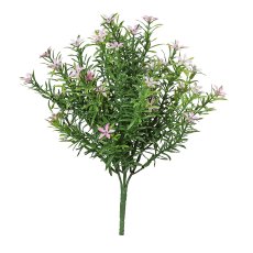 Starflower bush, 33cm, pale pink