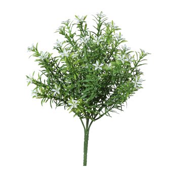 Starflower bush, 33cm, white