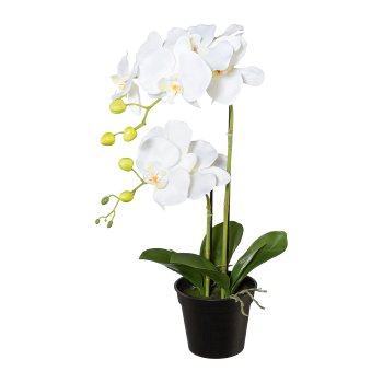 Phalaenopsis in pot, 55cm, white