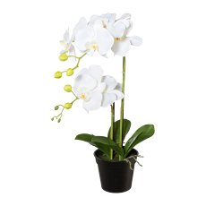 Phalaenopsis im Topf, 55cm, weiß