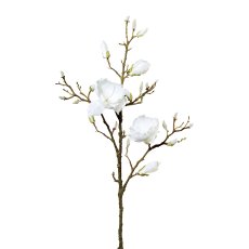 Magnolie, 102 cm, weiß