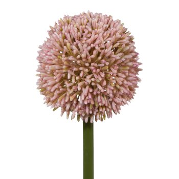 Allium, 64cm, pale pink