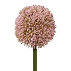 Allium, 64 cm, rosa