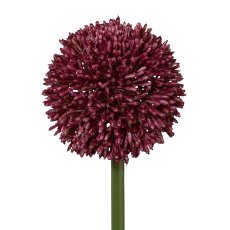 Allium, 64cm, erica