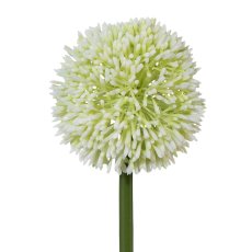 Allium, 64 cm, weiß