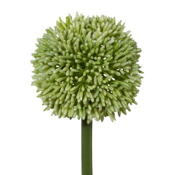 Allium, 64cm, green