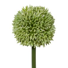 Allium, 64cm, grün