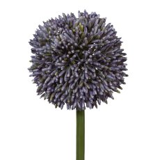 Allium, 64cm, lila