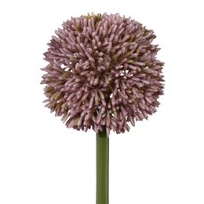 Allium, 64cm, flieder