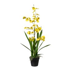 Oncydie In Pot, 75 cm, Yellow