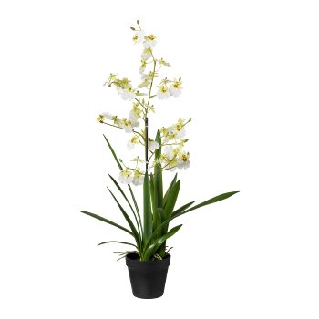 Oncydie In Pot, 75 cm, White