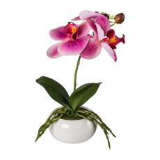Phalaenopsis In Ceramic Bowl, 27cm, Fuchsia, Real Touch