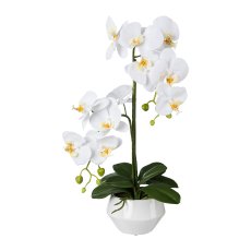 Phalaenopsis In Ceramic Pot, 52cm, White, Real Touch
