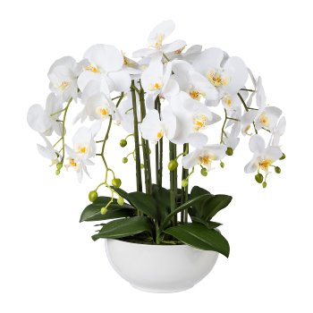 Phalaenopsis In Ceramic Bowl, 54cm, white, Real Touch