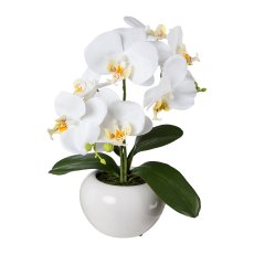 Phalaenopsis In Ceramic Pot, 35cm, White, Real Touch