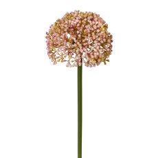 Allium, 36 cm, rosa