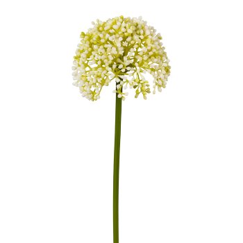 Allium, 36 cm, creme