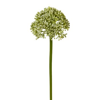 Allium, 36 cm, grün