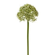 Allium, 36cm, Green Allium, 36cm, green