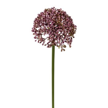 Allium, 36 cm, flieder