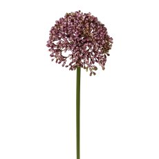 Allium, 36 cm, Lilac