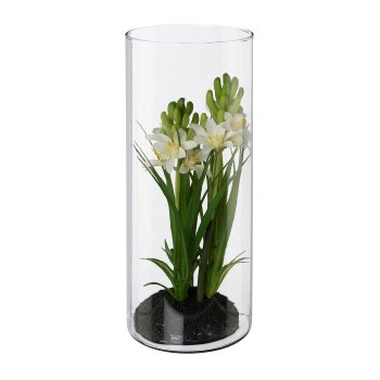 Hyacinth Arrangement In Glass, 23 x 9cm, White