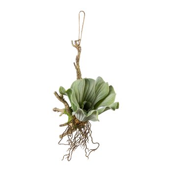 Hanging Branch with Succulent