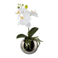 Phalenopsis In Spherical Vase,