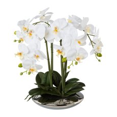 Phalaenopsis x4 in Keramikschale, silber, 41cm, weiß