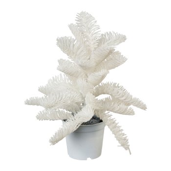 Noble fir tree In Pot, 30cm, White