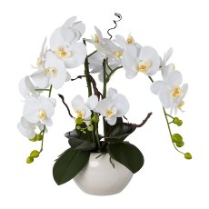 Phalaenopsis Arrangement, 55