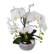 Phalaenopsis Arrangement In