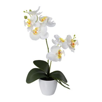 Phalaenopsis im Kunststofftopf, 36cm, weiß