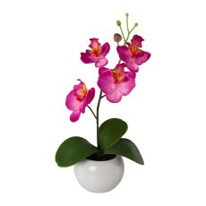 Phalaenopsis In Ceramic Pot,