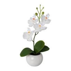 Phalaenopsis In Ceramic Pot, 21cm, White