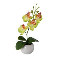 Phalaenopsis In Ceramic Pot, 21cm, Green