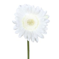 Gerbera, 50 cm, weiß