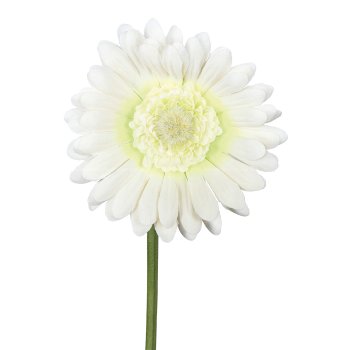 Gerbera, 50cm, cream