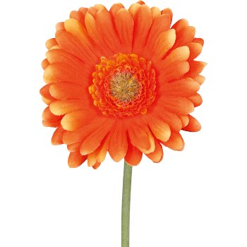 Gerbera, 50cm, orange