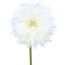 Gerbera gefüllt, 60cm, weiß