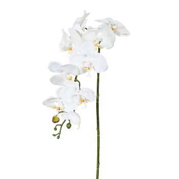 Phalaenopsis, 98cm, Cream