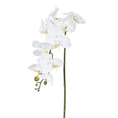 Phalaenopsis, 98cm, creme