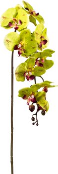 Phalaenopsis, 98cm