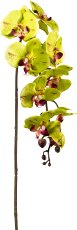 Phalaenopsis, 98cm, green-Red