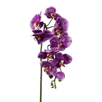 Phalaenopsis, 98cm, purple