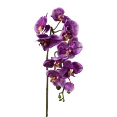 Phalaenopsis, 98cm, Purple