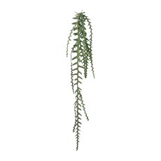 Epiphyllum Tendril, 131 cm