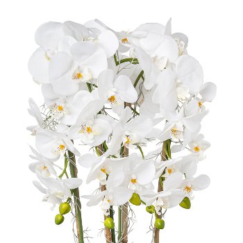 Phalaenopsis In Silver Pot, 75 cm, White