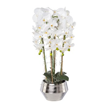 Phalaenopsis In Silver Pot, 75 cm, White
