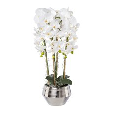 Phalaenopsis In Silver Pot, 75 cm, White